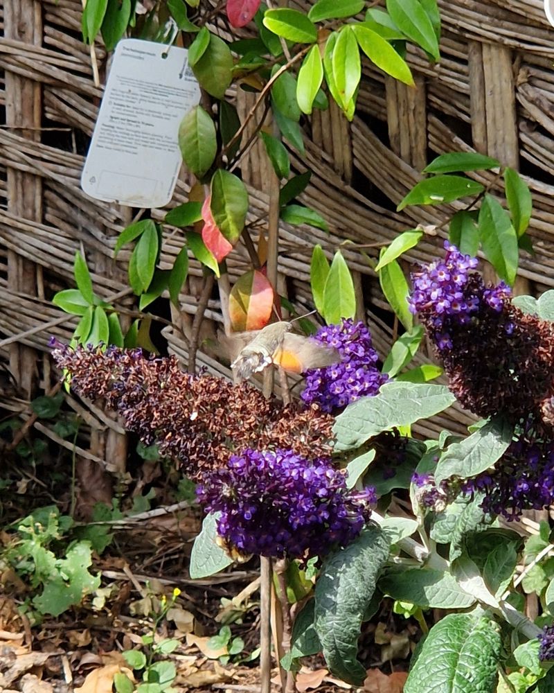 A tiny light brown moth with partly  orange wings and a long proboscus hovers over deep purple buddleia flowers.