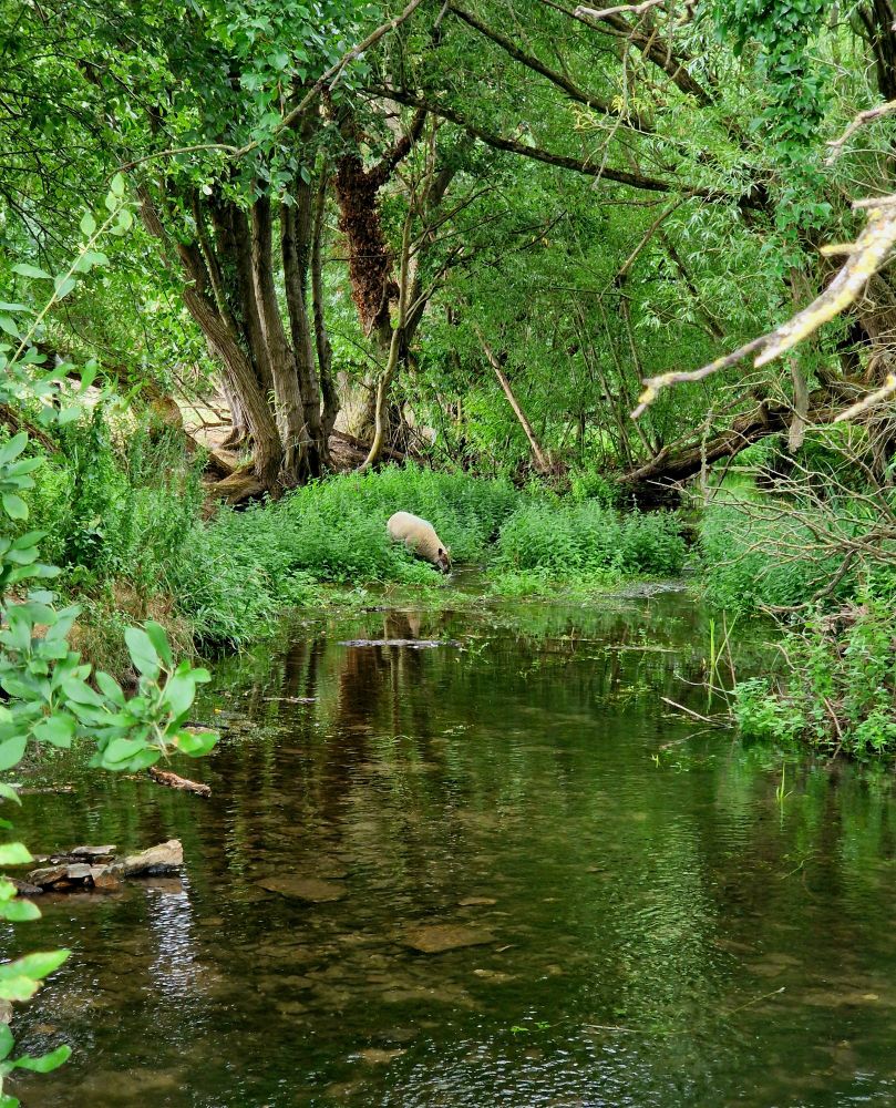 A quiet river scene. Clear reflective water is surrounded by verdant green foliage lining the water's edge, and trees with hanging leafy branches stand beside the river. Some ways down the river among some greenery, a small white sheep drinks from the water.