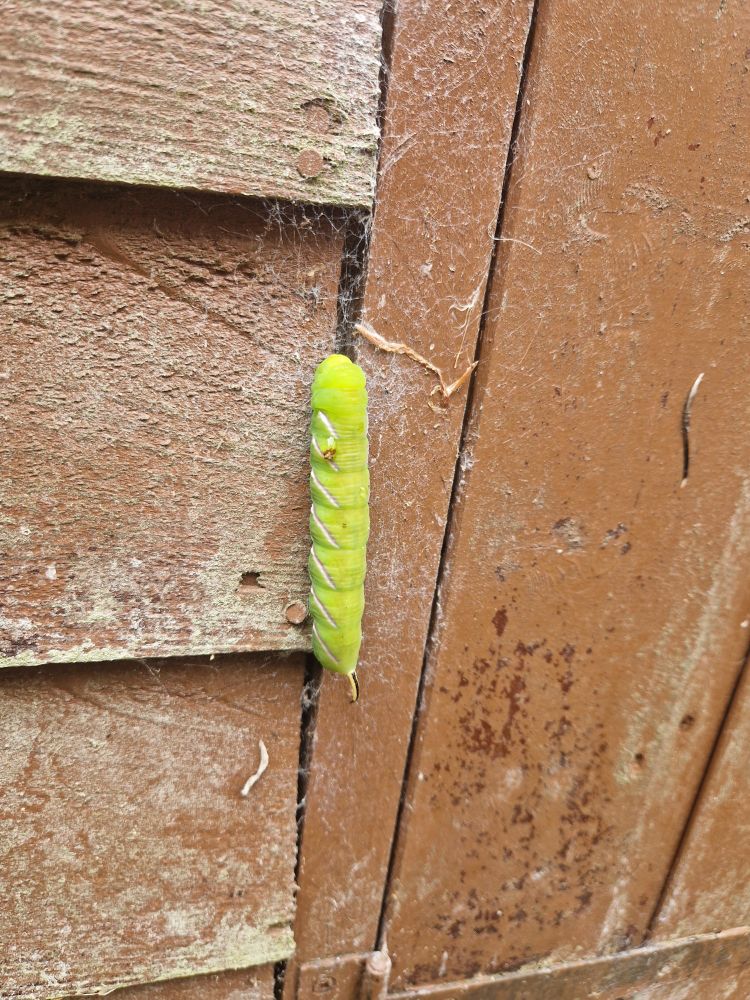 A very large green caterpillar of the Privet Hawk Moth rests on the side of an old wooden shed