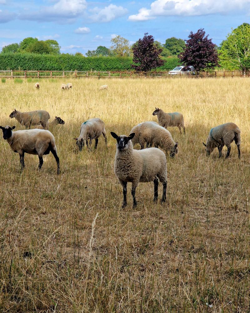 A small group of sheep with black and white fur and faces and light coloured wool stands in a field of long dry brown grass. The sheep closest is facing the camera attentively.
