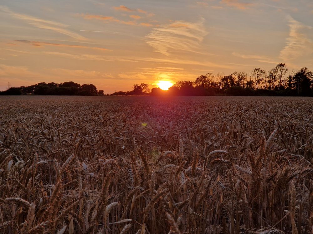 A deep orange Sunday over a field of brown mature wheat