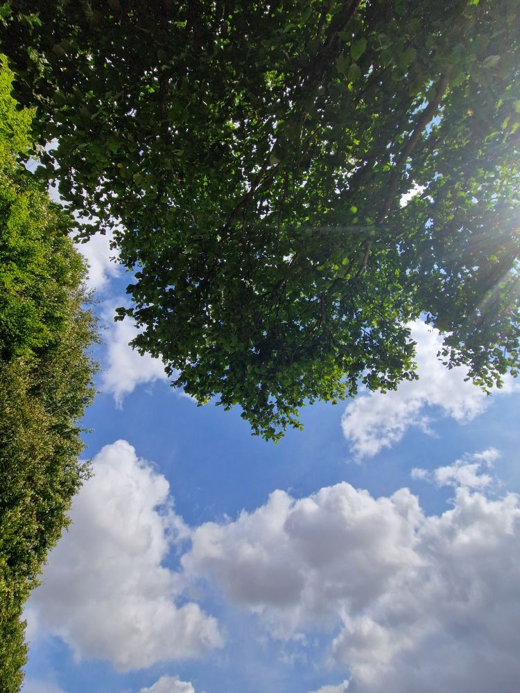 The underside of a leafy green tree against a backdrop of blue sky and scattered white clouds