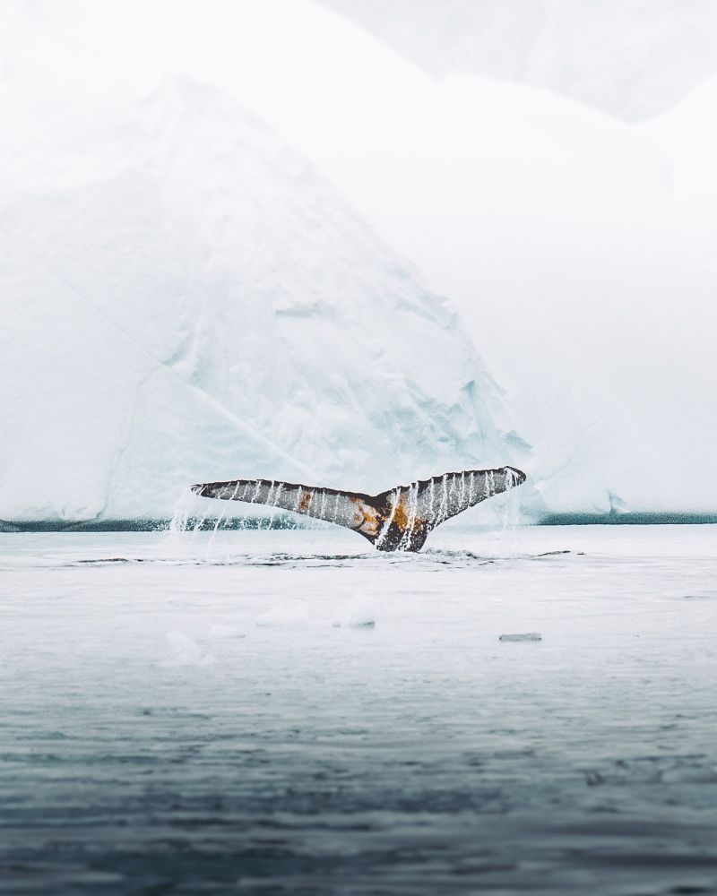 Humpback whale by Ruben Earth