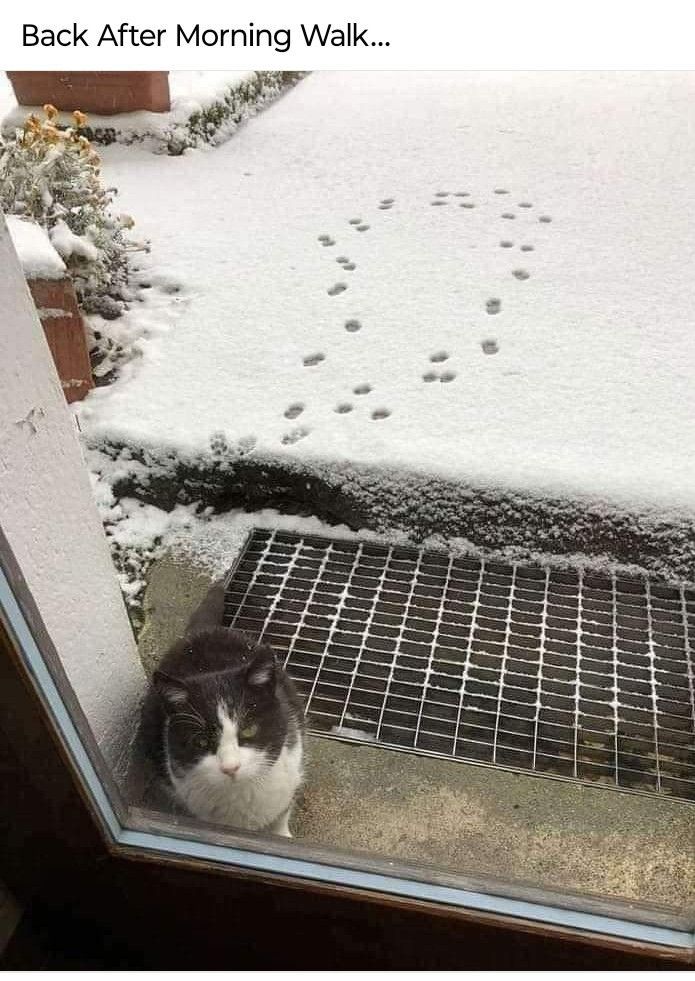 Cat goes outside and immediately comes back.