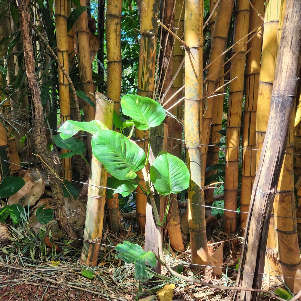 A plant growing against some bamboo with the sun hitting it directly.