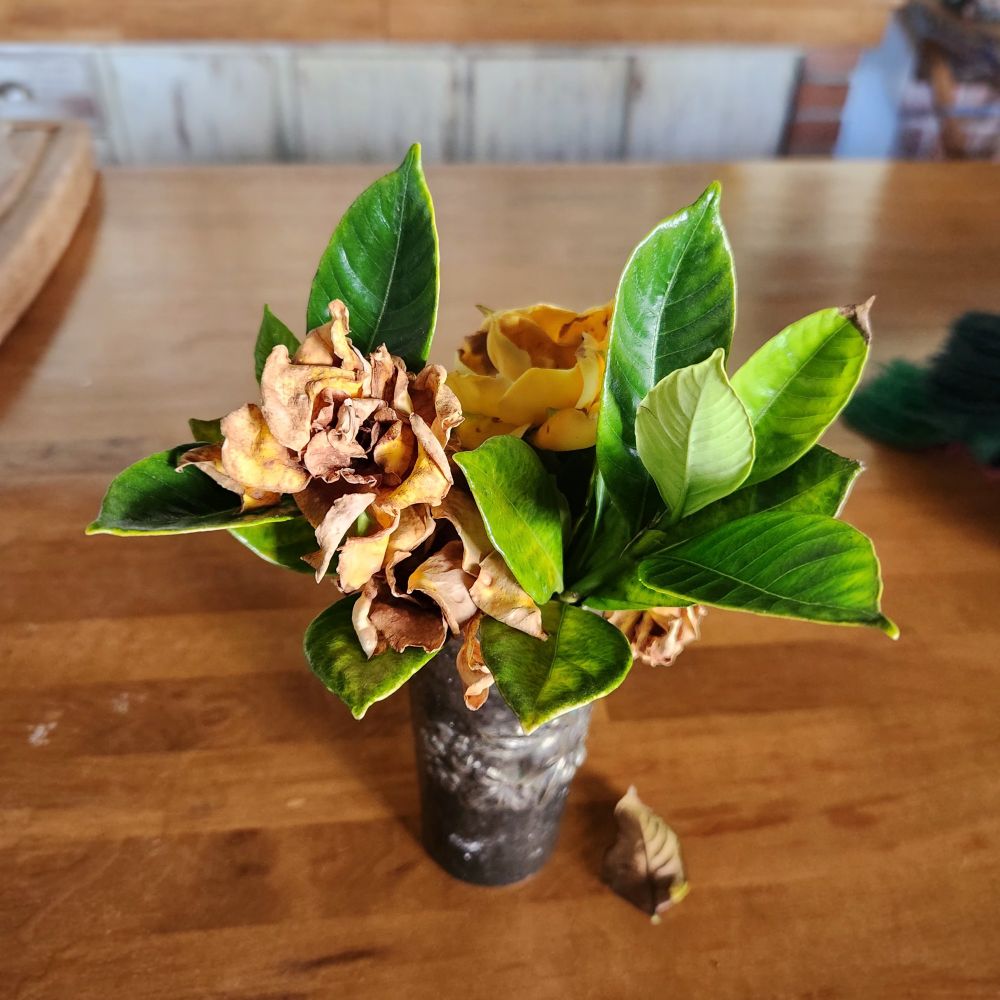 The same gardenias from the image above but halfway through drying up