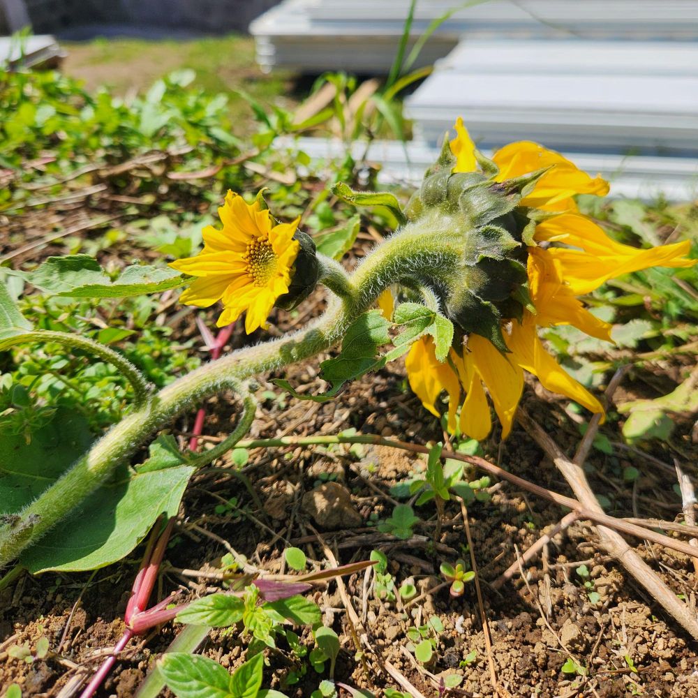 Picture of a sunflower on the floor. The original flower is facing opposite the sun and a smaller sunflower sprouted on the stem and is growing towards the sun