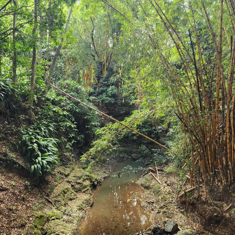 Picture from a bridge looking towards a small stream over arched with bamboo and other tropical plants.