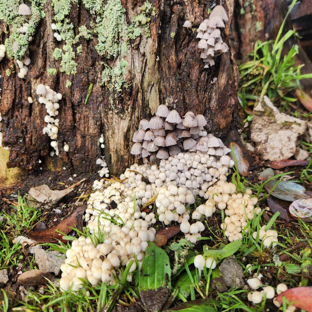 Closeup of some tiny mushrooms growing at the bottom of the tree