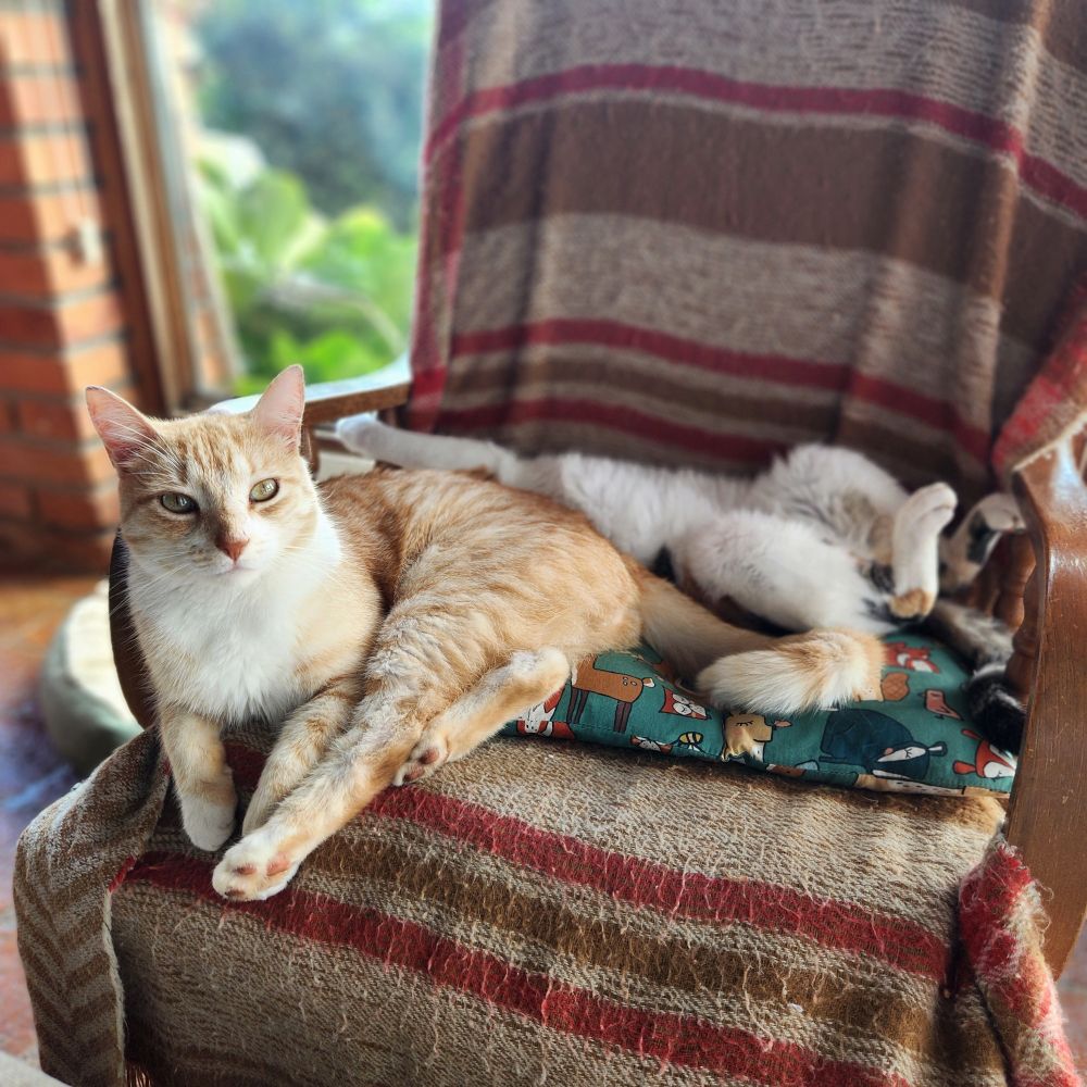 Two cats sitting on the same chair. One ir sitting upright and looking at the camera, the other is sleeping on its back with the paws in the air