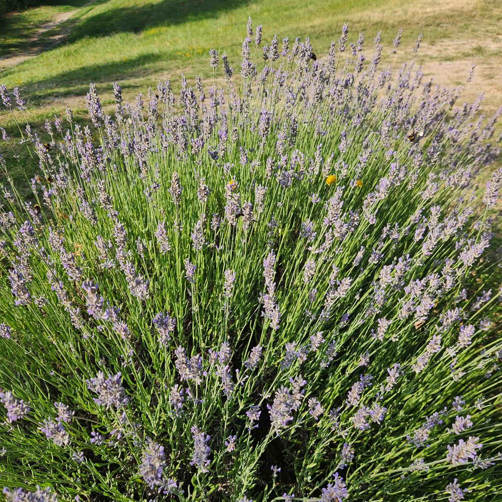 A lush lavender bush in full bloom, with vibrant purple flowers and green stems, set against a backdrop of grassy fields under a clear blue sky.