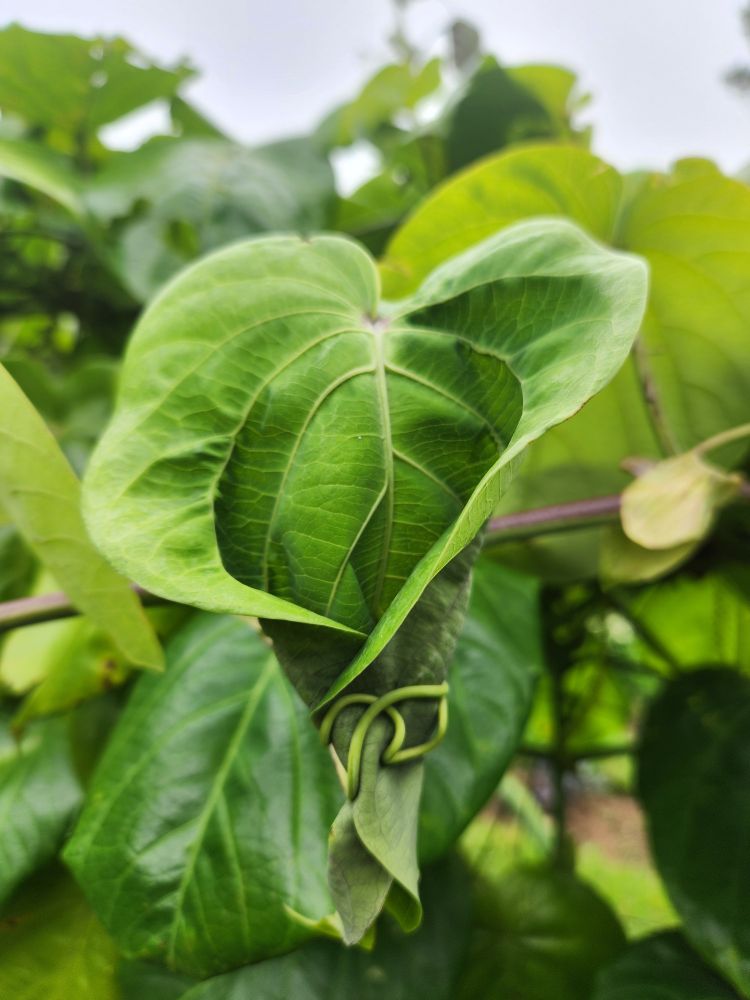 Closeup of a leaf being grabbed by the creepers of it's own vine