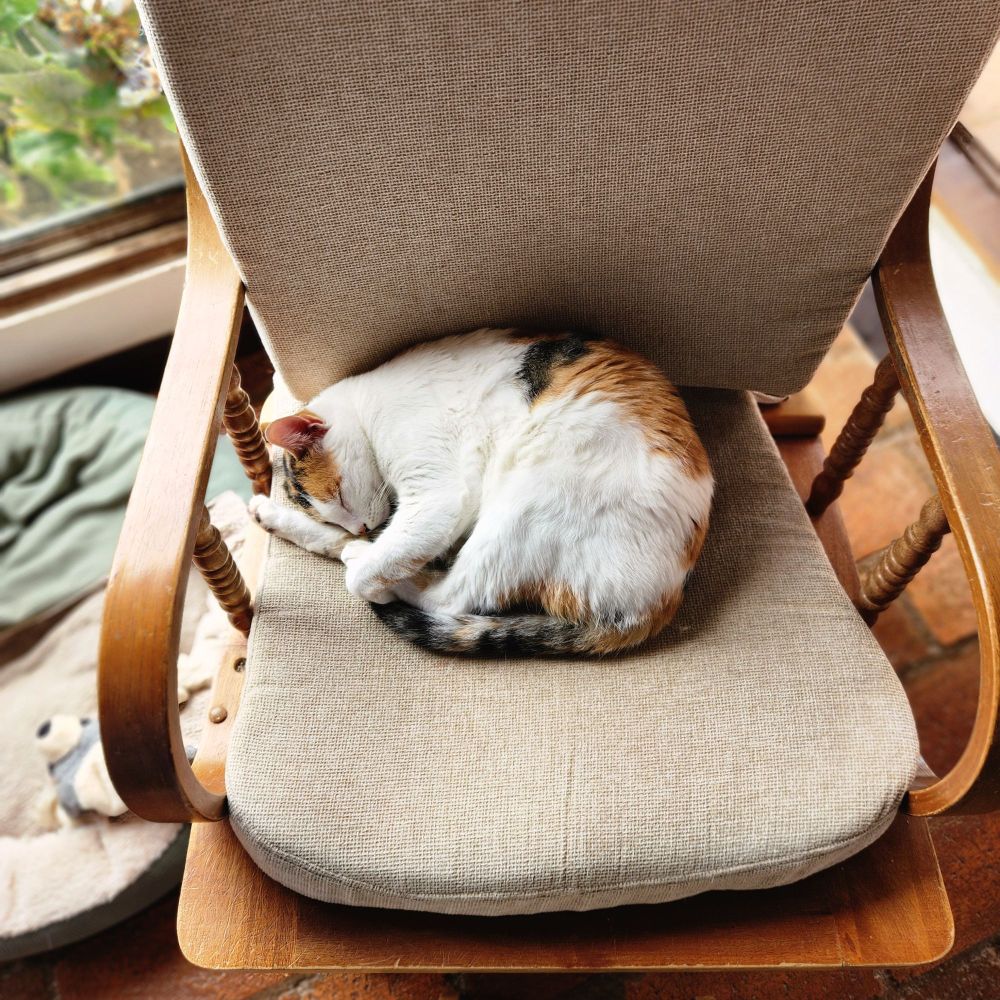 A picture of a calico cat sleeping on a chair