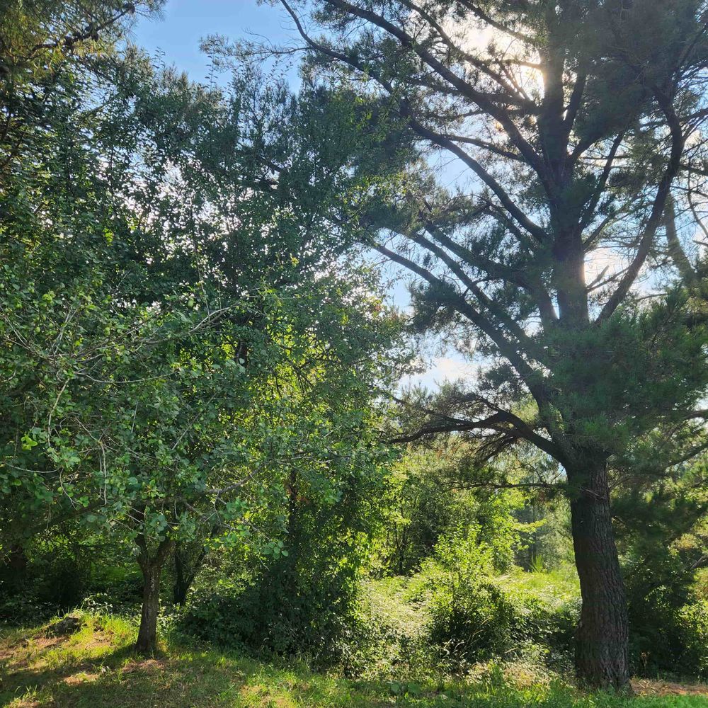 A sunny landscape featuring lush green trees, including a tall pine and leafy shrubs, with a clear blue sky in the background. The scene is vibrant and serene, showcasing nature's beauty.