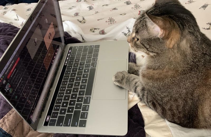 A gray tabby cat sitting in front of an open laptop. He's looking at the screen, and one of his paws is on the trackpad.