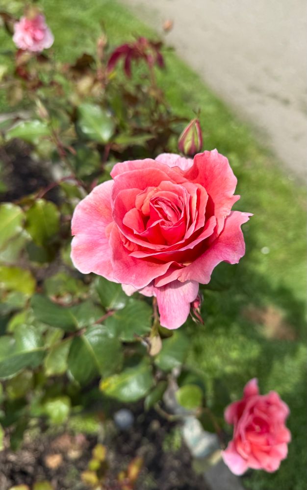 Rose “Coral Palace”