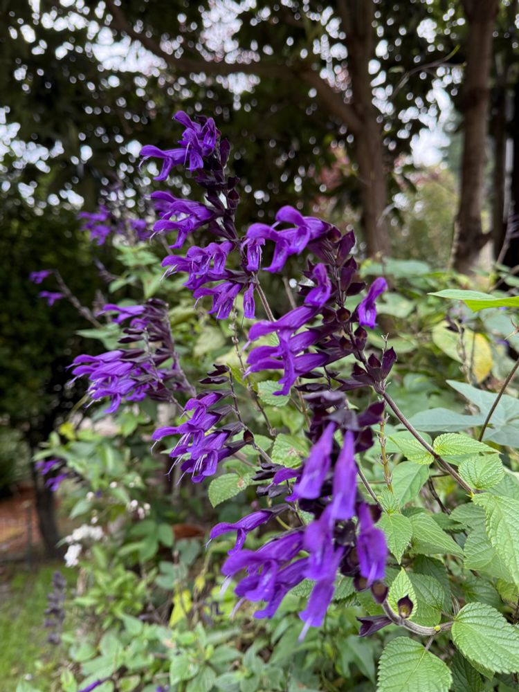 Amistad Salvia
Pollinator Magnet: The nectar-rich flowers are irresistible to pollinators, especially hummingbirds, bees, and butterflies, making it a valuable addition to wildlife-friendly gardens
