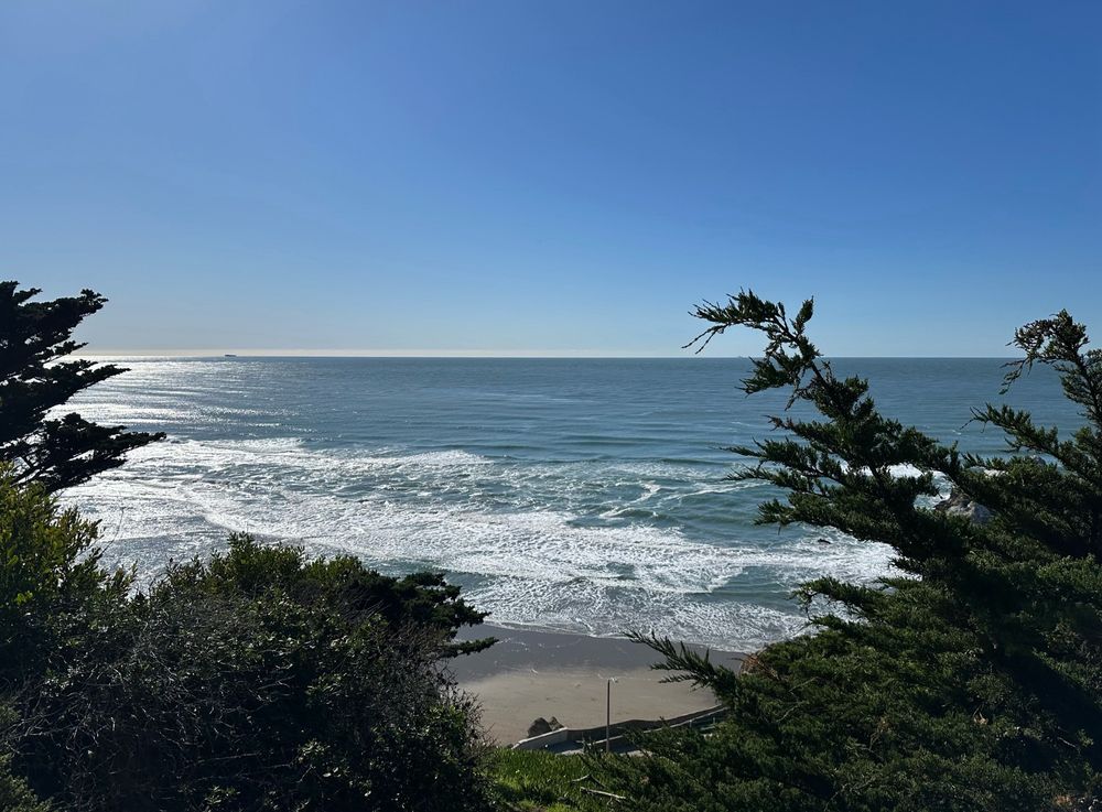 An ocean shoreline as seen from a distance through some Cypress trees 