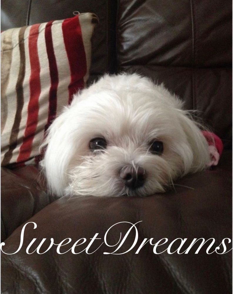 A cute fluffy pup is resting its head on the sofa with the words “sweet dreams” at the bottom 