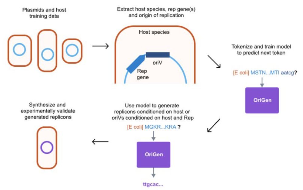 Schematic of the OriGen training, generation, and validation pipeline.