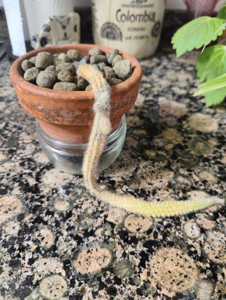 Cactus cola de mono que ha perdido las ganas de vivir. Yace flojo sobre la encimera de la cocina, desinflado y parduzco.