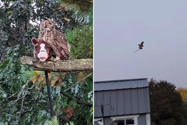 two pictures beside each other: an owl perched on a branch, one talon holding a toy horsehead stick, and the other picture shows the owl mid-flight with the stick, which from afar looks like a witch-mounted broom, her cloak billowing behind her