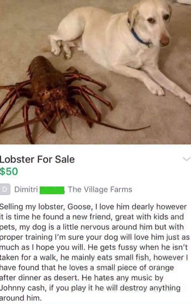 Picture of a huge ass lobster by a freaked out but trying to stay calm white Labrador. The text beneath the photo reads:

Lobster for sale. Fifty dollars. Selling my lobster, Goose, I love him dearly however it is time he found a new friend, great with kids and pets, my dog is a little nervous around him but with proper training I’m sure your dog will love him just as much as I hope you will. He gets fussy when he isn’t taken for a walk, he mainly eats small fish, however I have found that he loves a small piece of orange after dinner as desert. He hates any music by Johnny cash, if you play it he will destroy anything around him.