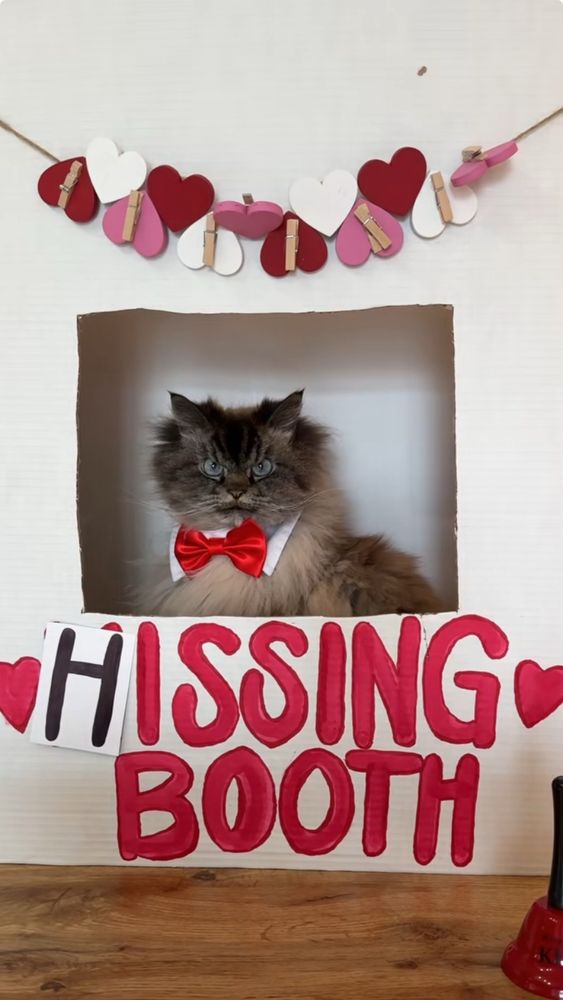 an angry looking cat wearing a bow tie sitting in a box labeled KISSING BOOTH except someone had taped an H over the K in KISSING