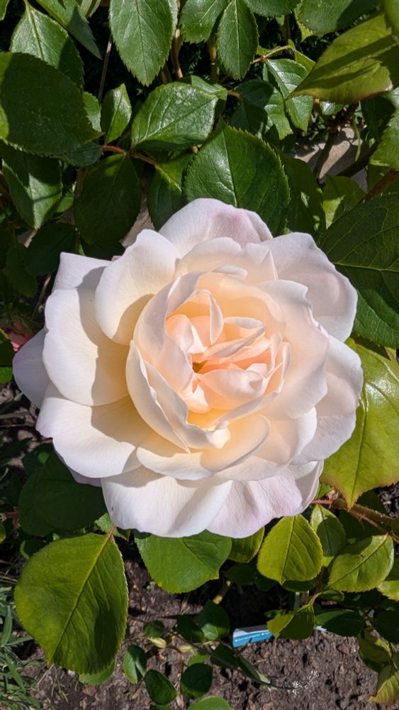 A pale cream/pink rose flower in full bloom, surrounded by lush green foliage.