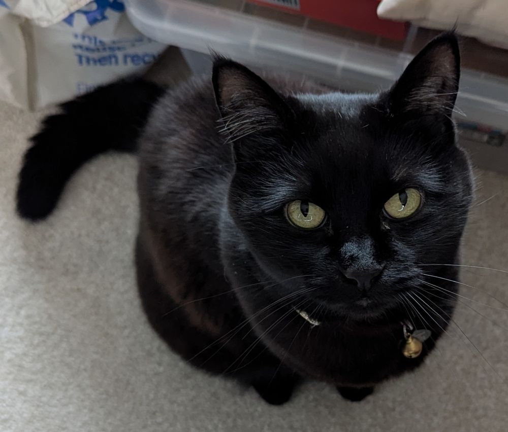 A black cat is sat staring up at the camera. She looks very sleek and shiny, although the fact that she looks very photogenic conceals the fact that she was actually asking for food at the time. 
