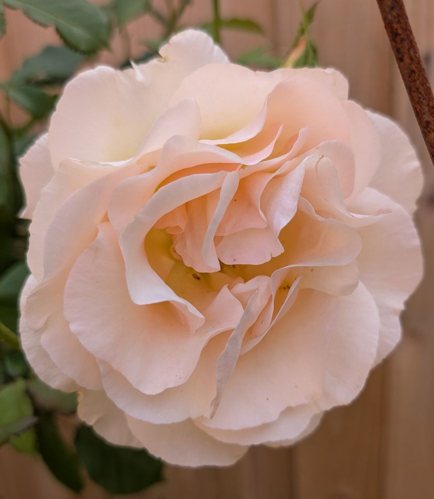 An absolutely enormous, fluffy cream-pink coloured rose with a slightly yellowed centre. There's not really anything else in the picture because it's so huge.