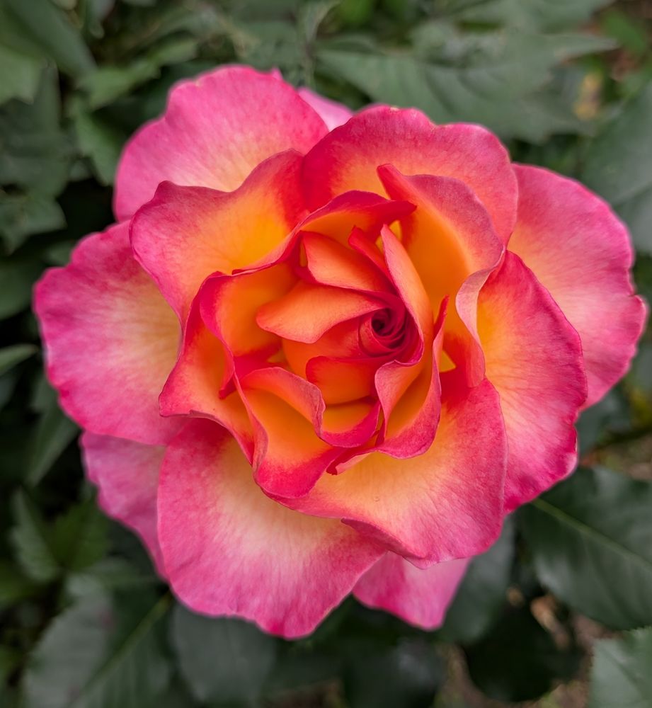 A beautiful pink and peach rose surrounded by green foliage.