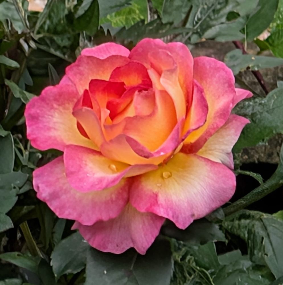 A frankly magnificent rose flower, with bright pink edges, fading to white in the middle of the petals, and then a deep orange at the centre of the flower. It's surrounded by deep green foliage.