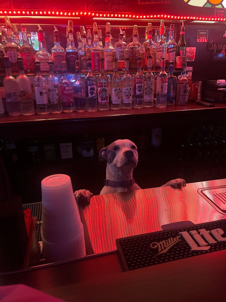 a pit bull mix dog behind the counter of a bar with its paws on the counter