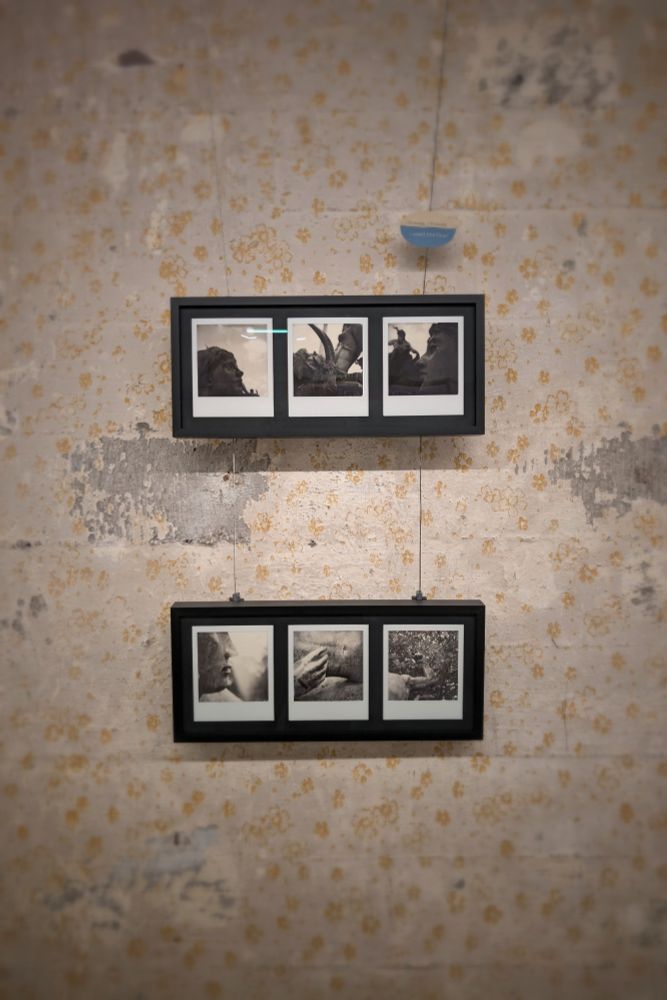 Two frames with an triptych each on polaroid hanging on a wall with patterned wallpaper that shows underlying concrete