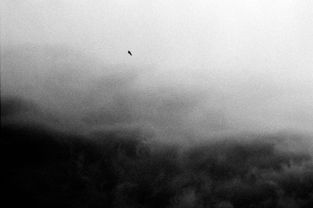 Acrow soaring above black clouds