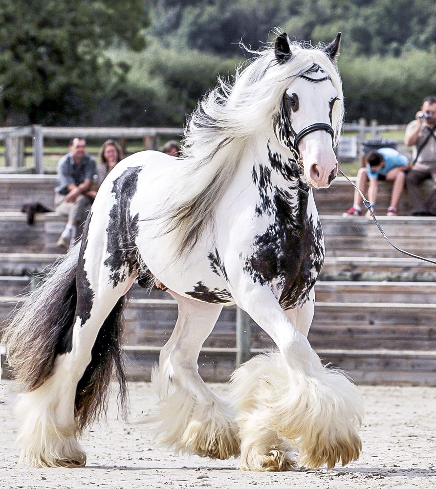a photograph of a beautiful glamorous huge horse. the horse is primarily white with some black patches. it has a straight flowing mane and tufs of hair at its hooves that make it look like its wearing bell bottoms or some shit