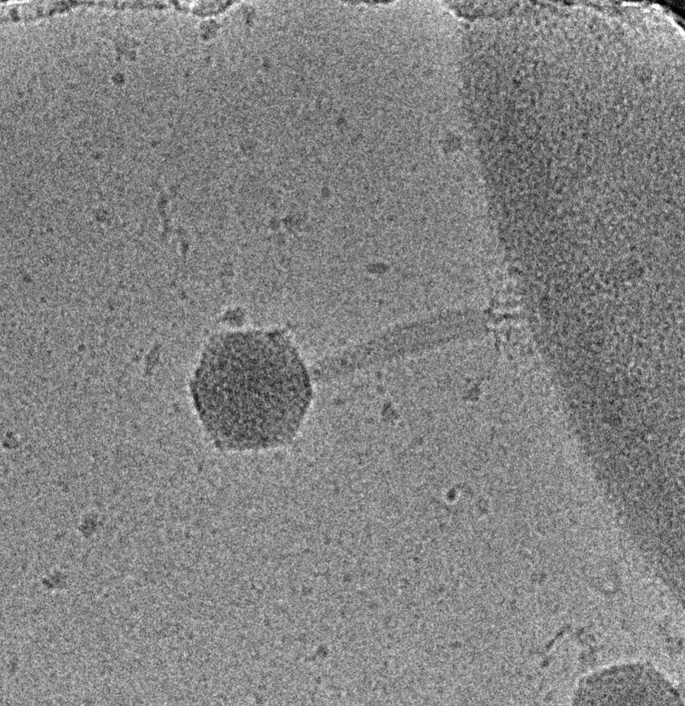 Cryo-electron micrograph of phage phi812 with a semi-contracted tail sheath. Phage is attached to a cell wall of S. aureus.