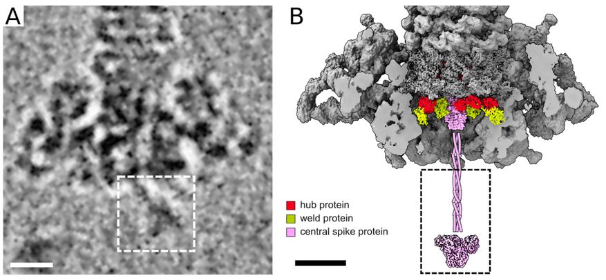 Panel A: Cryo-electron micrograph of the phi812 baseplate. The white dashed rectangle contains the coiled-coil, knob, and petal domains of the trimer of central spike proteins. Scale bar 100 Å. Panel B: The surface representation of the cryo-EM reconstruction of the native phi812 baseplate is colored in gray except for central spike, hub, and weld proteins. The front part of the baseplate has been removed. Scale bar 100 Å.