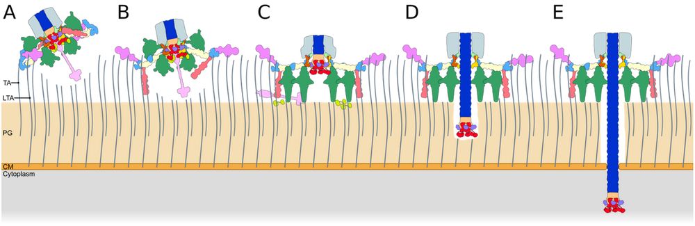 Schematic illustration of phage attachment and penetration through a bacterial cell wall. The diagram shows multiple stages of a baseplate interacting with the bacterial envelope, progressing from initial attachment to full penetration. The bacterial layers, including peptidoglycan (PG) and cytoplasmic membrane (CM), are labeled, with viral components depicted in different colors, illustrating the stepwise mechanism of infection.