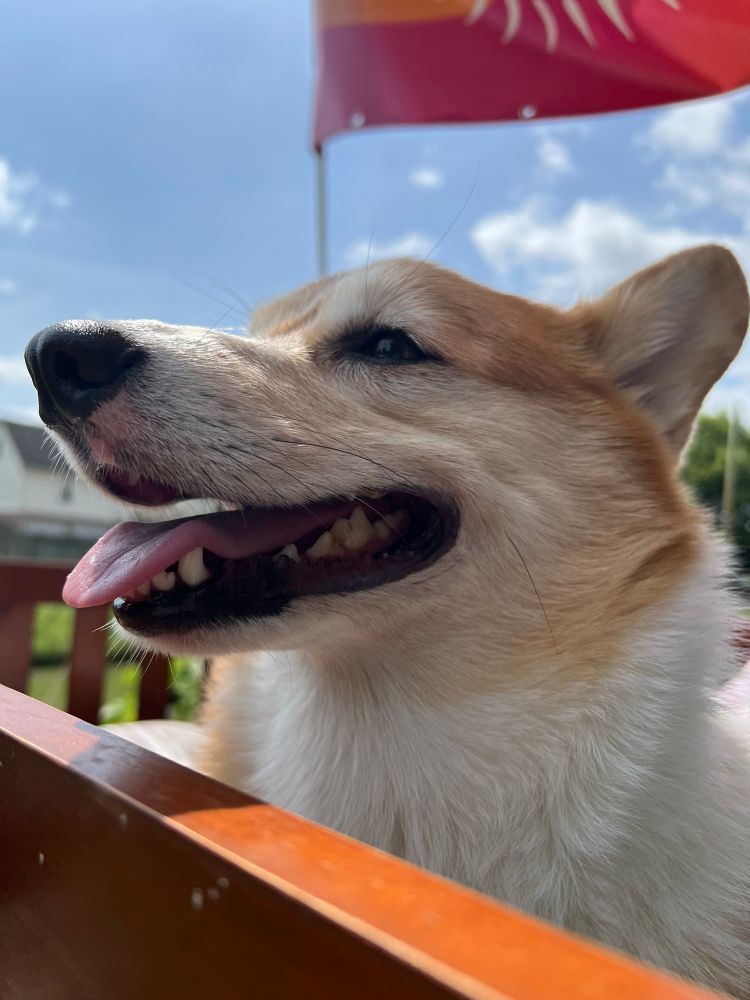 A corgi from the neck up, looking off camera over a balcony to the left. His tongue hangs out of his mouth.
