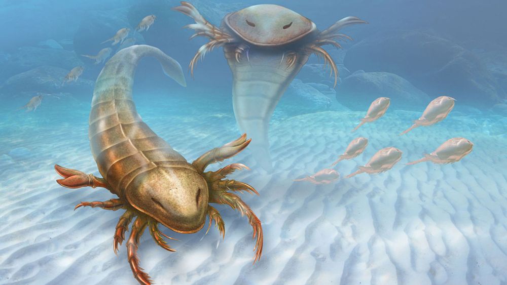 Scientists find oldest known species of sea scorpion