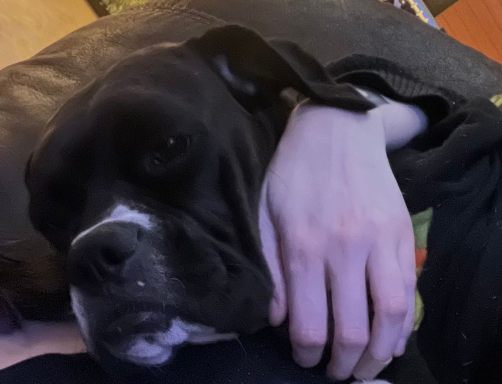 dog with human hand lmao