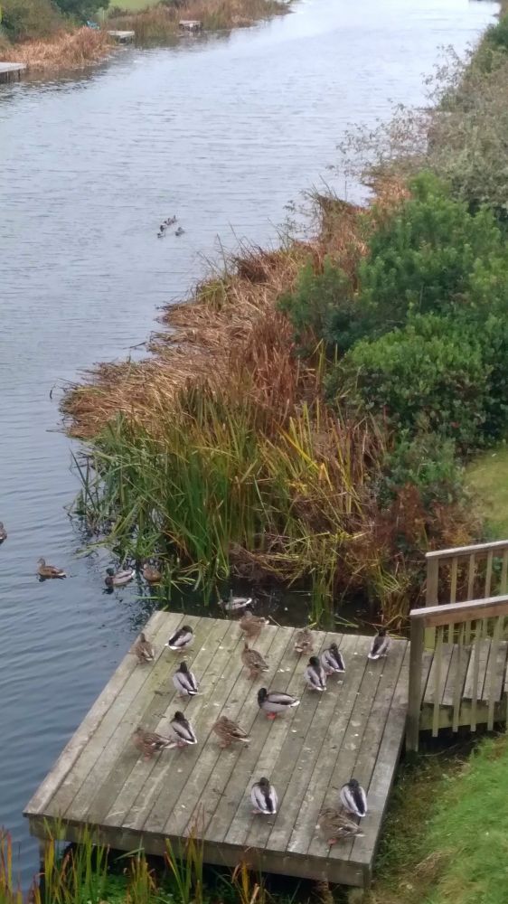 a ton a ducks having a meeting on a dock by our canal