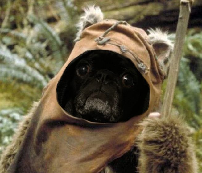 photoshop of bestie kit's pug wednesday as an ewok