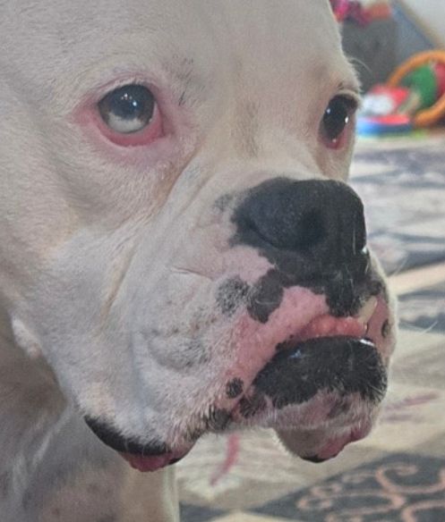 closeup of blue's droopy sad face lmao