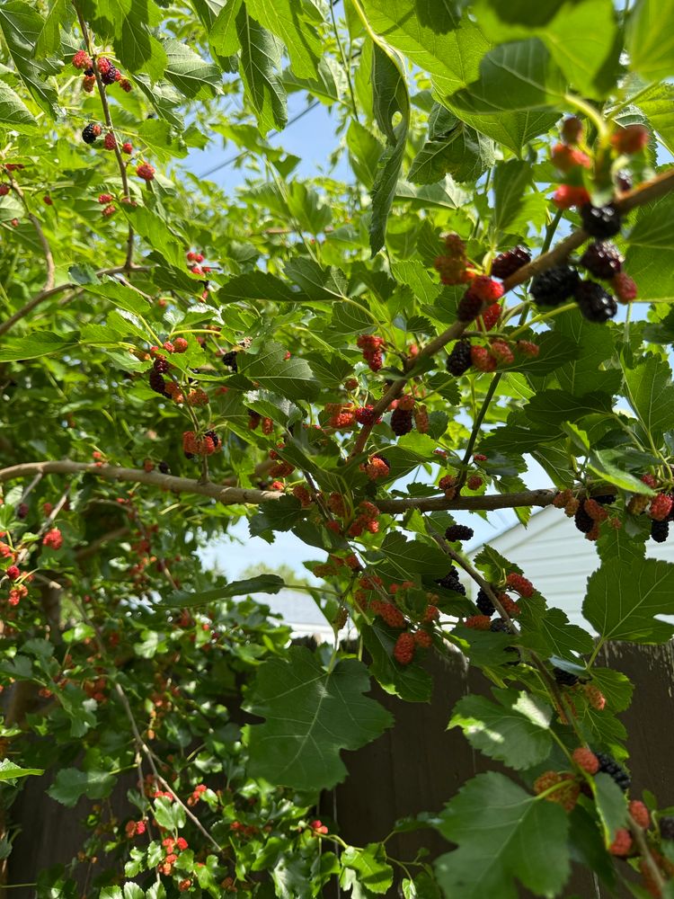 Mulberry tree with many berries