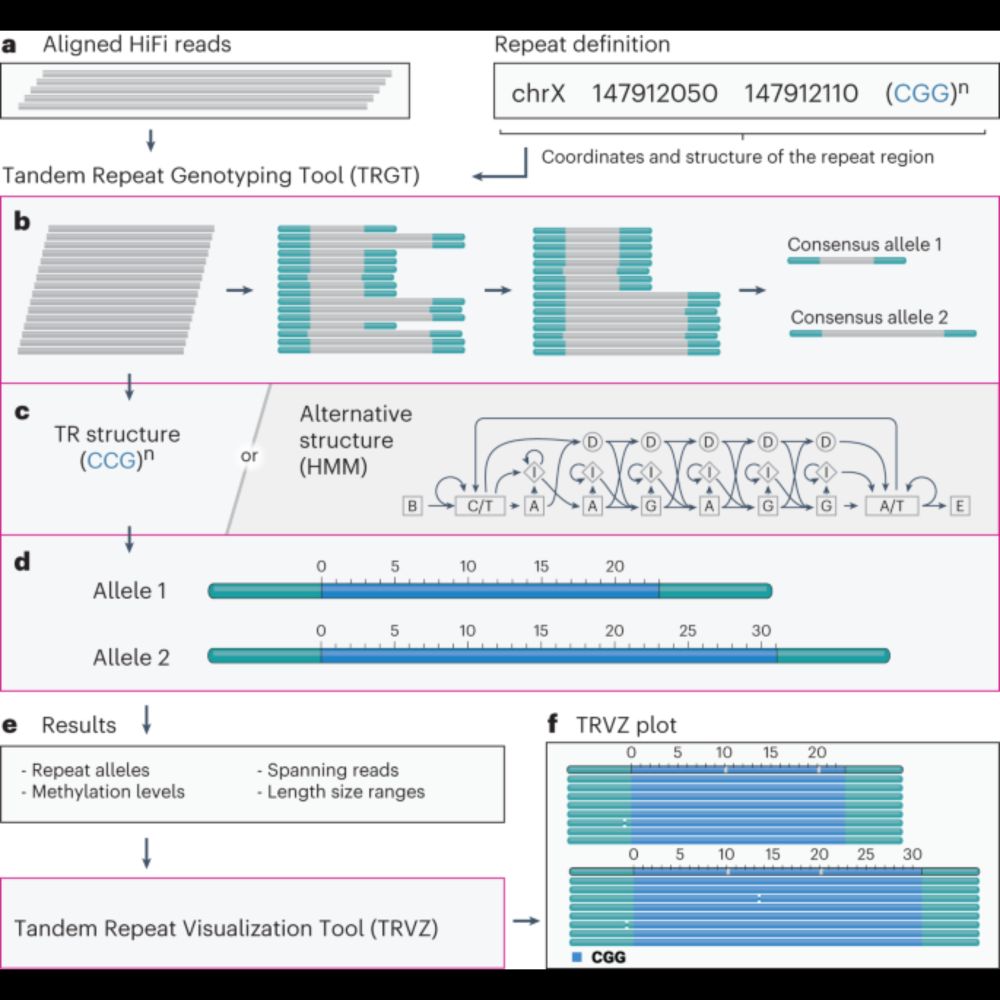 Characterization and visualization of tandem repeats at genome scale - Nature Biotechnology