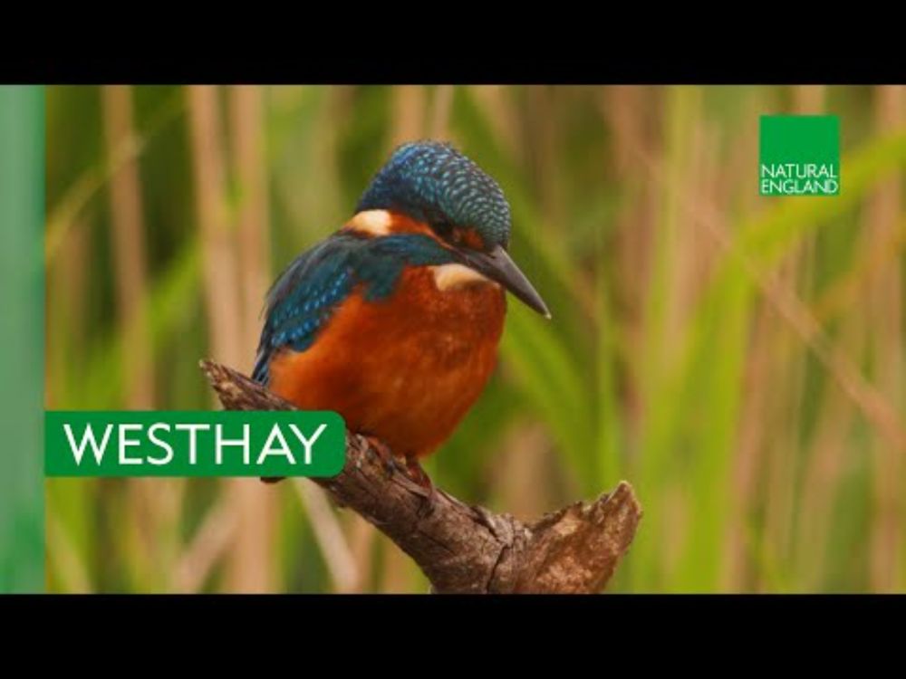 Westhay Moor — Peatlands and Predators