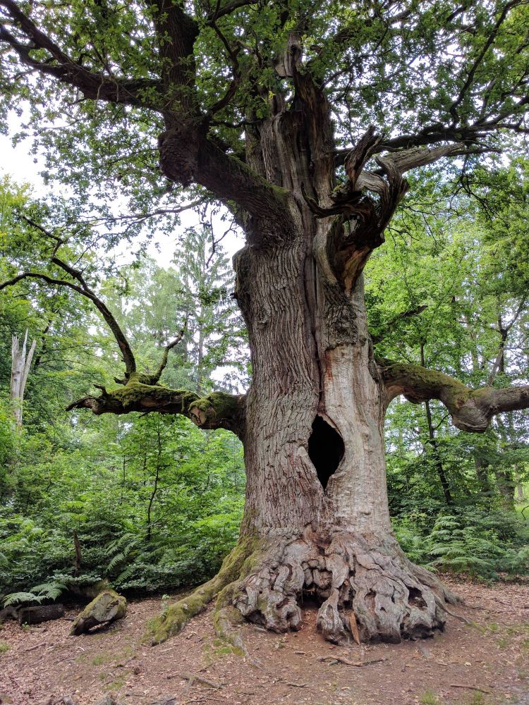 riesengroßer Laubbaum im grünen Wald. In der Mitte des Stammes ist ein großes Loch. Die Äste, die vom Stamm direkt abzweigen sind sehr dick, der Baum hat nur wenige dünne Äste, an denen aber grüne Blätter wachsen